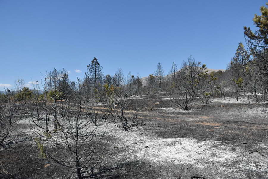 Пожарите летово најголеми во изминатава деценија, проголтаа над 11.000 хектари шума [инфографик]